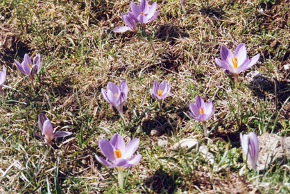 070-crocus au coscionne